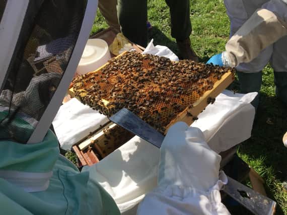 Brighton and Lewes Beekeepers Association