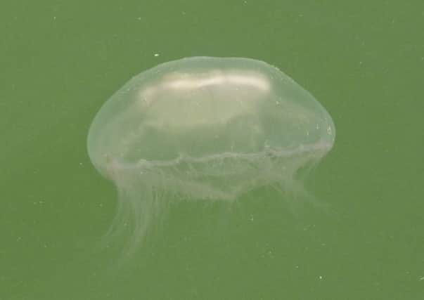 The jellyfish were spotted at Chichester Marina yesterday. Pictures: Jane Puttock