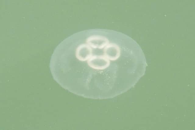 This jellyfish was spotted Chichester Marina earlier this year