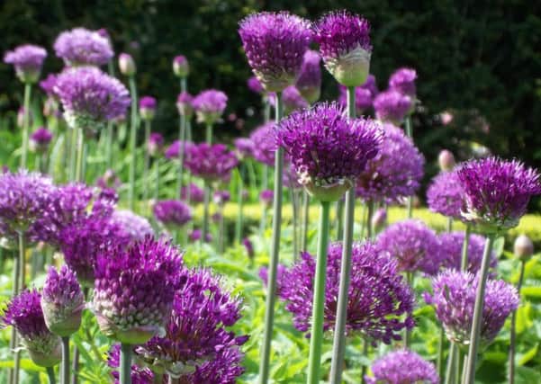 There will be 15,000 alliums in the castle gardens