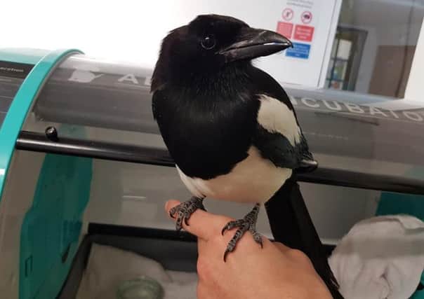 Amazing recovery of a magpie SUS-180523-103426001