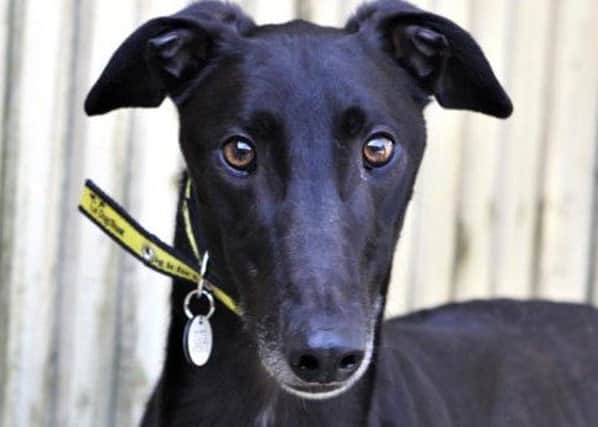 Razzle is looking for a canine friend to share a home with