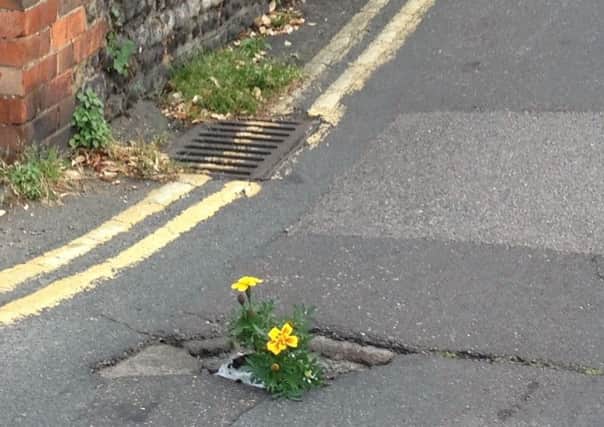 Geri Blake planted a marigold in a pothole on Portland Road, Worthing to get the attention of West Sussex County Council.