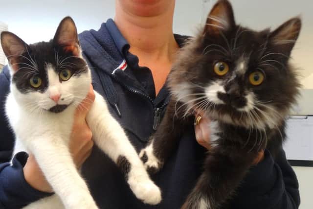 Ian and Dora who are looking for a new home SUS-180529-110645001