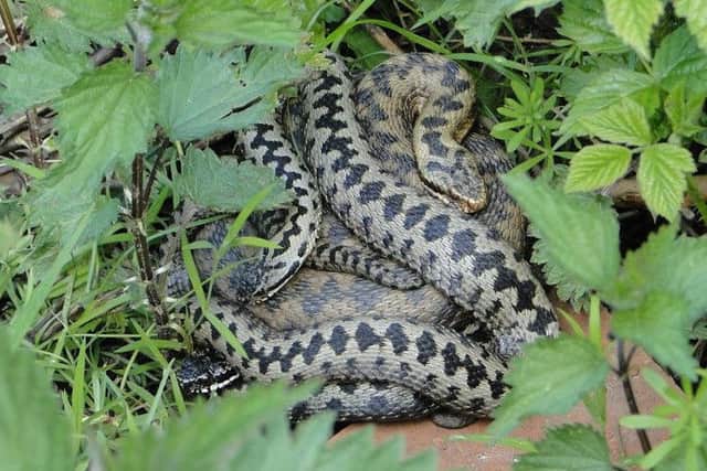 Adders at Pulborough Brooks. Picture by Diana Adams