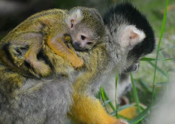 The baby squirrel monkey born at Drusillas Park clings to Mum Etumu's back