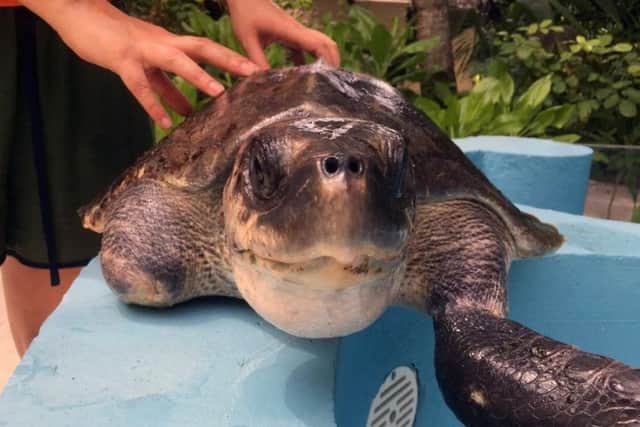 Morgan the olive ridley sea turtle had to have two flippers amputated after getting entangled in fishing net