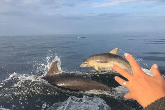 Two of the dolphins leap from the North Sea alongside the boat