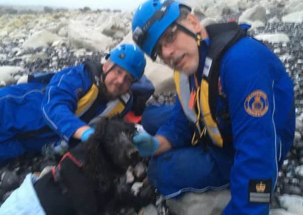 'Bramble' the dog went over the cliffs and landed on the beach. Picture: Eastbourne Coastguard