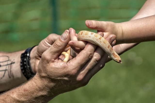 The new reptile handling area proved a popular addition to the annual event. Picture: Southwick Camera Club