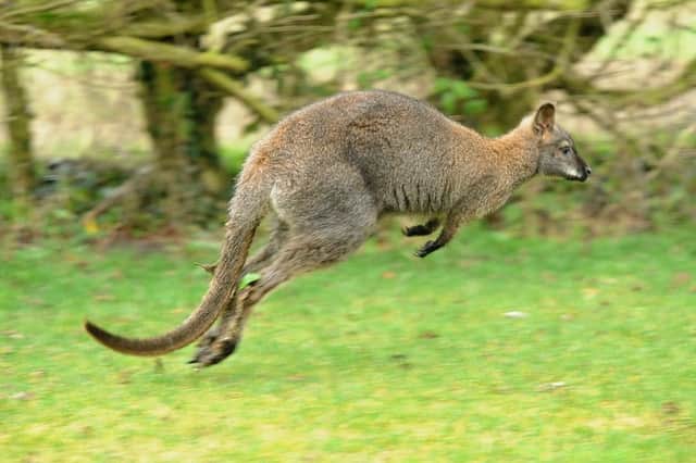 Jump to it ... a wallaby photographed by Paul Franks