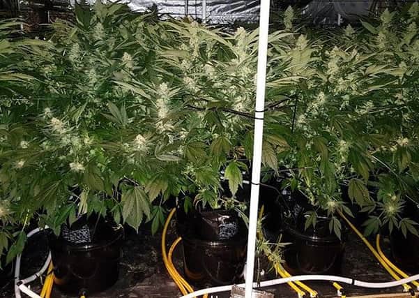 Cannabis plants were found inside the property. Photo: Sussex Police