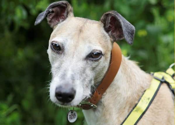 Laidback lurcher Lilly looks for loving home
