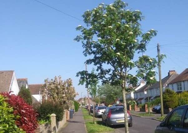 Rosslyn Road residents have planted nine new trees. Picture: Adrian Towler
