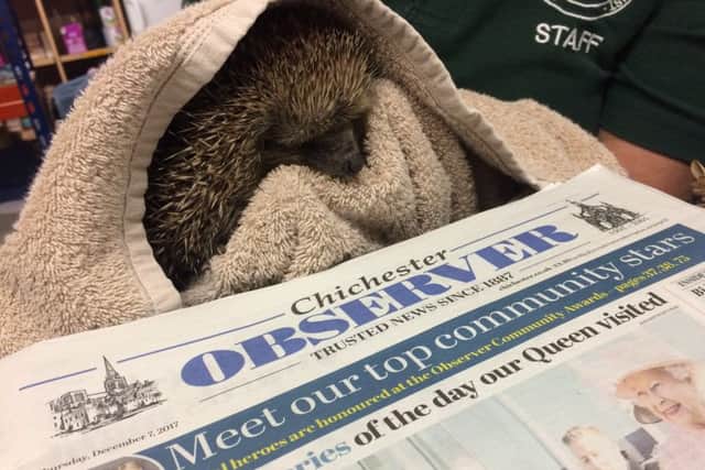 Your old Observers can help hedgehogs at Brent Lodge Wildlife Hospital SUS-171214-165043001