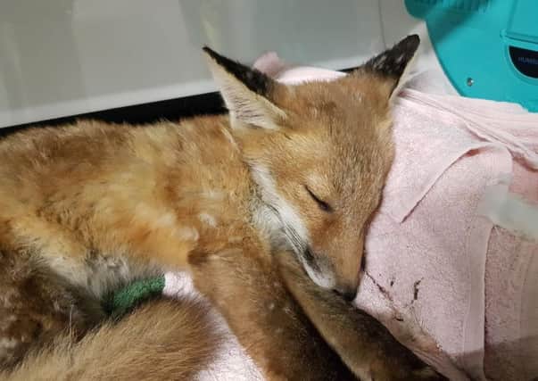 Pevensey fox on rescue SUS-180613-102838001