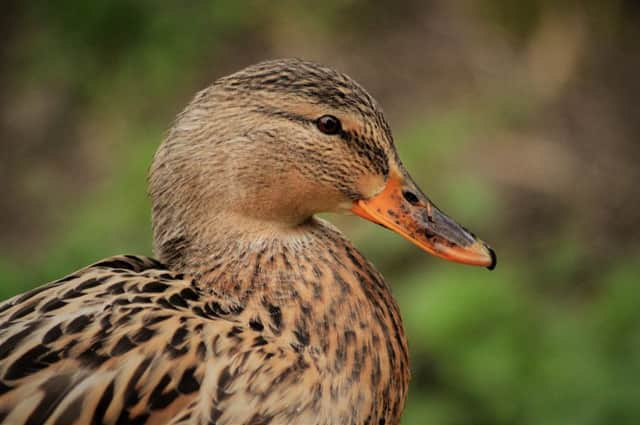 A mallard: 'This is a clear case of animal cruelty'