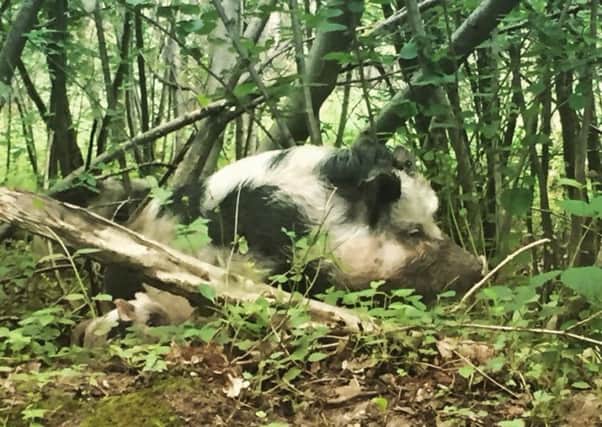 Kunekune pigs found dumped in Brede High Woods