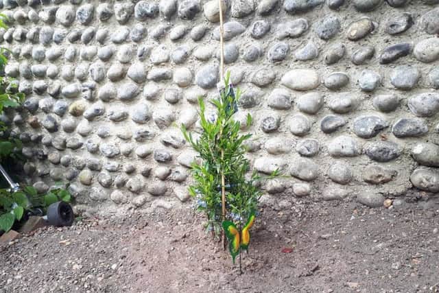 A tree has been planted at Matthew 25 Mission in memory of Tracy Patsalides