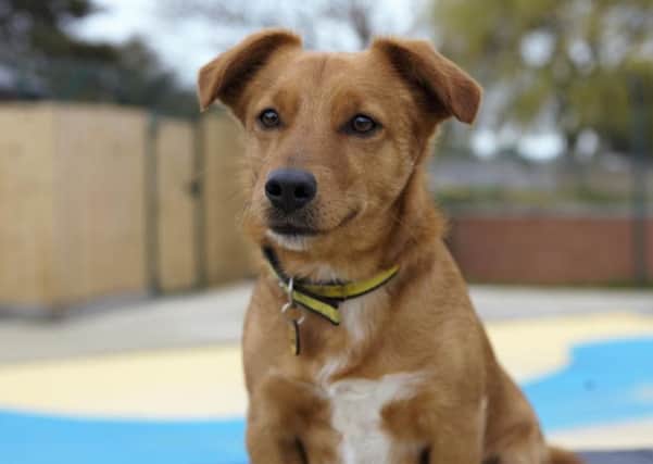 Joey is an active terrier cross, best be suited to an adult-only household SUS-171112-141356003