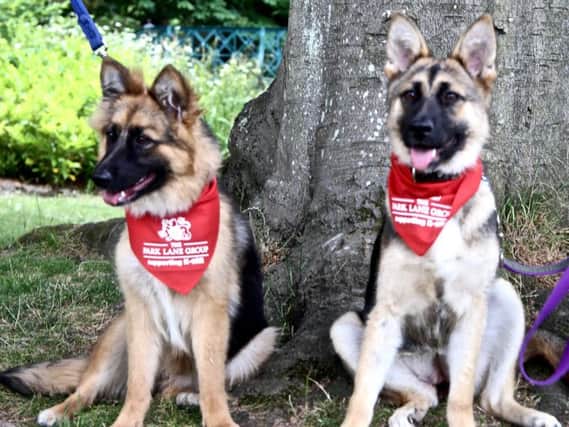 German Shepherd puppies Saffire and Molly had suffered serious injuries before coming into the charity's care