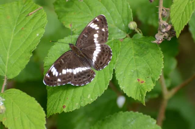 A White Admiral photographed in Knowlands Wood