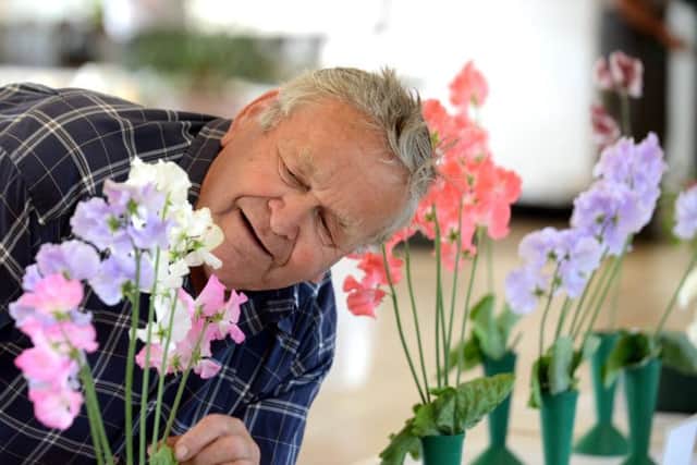 Richard Emery, who won The Hawthorn Trophy, arranging his sweet peas. Picture: Kate Shemilt ks180297-4