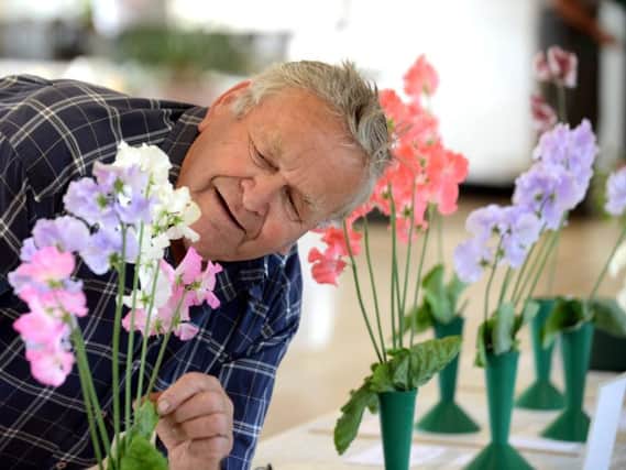 Richard Emery, who won The Hawthorn Trophy, arranging his sweet peas. Picture: Kate Shemilt ks180297-4