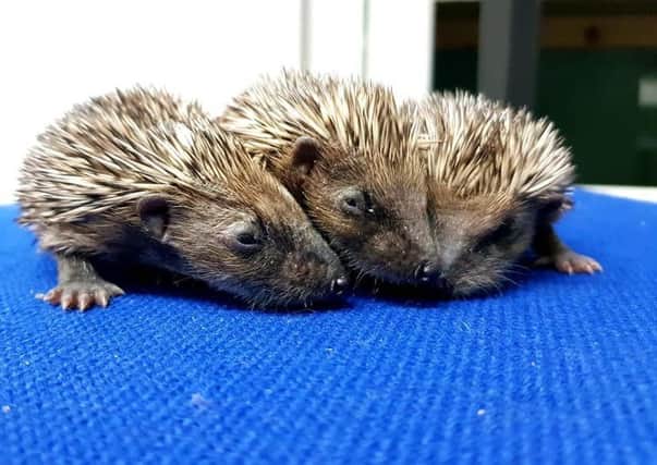Young hedgehogs rescue over the weekend (3) (1) SUS-180627-115531001