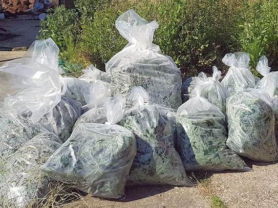 Plants seized at the property in Wick by police. Photo: Sussex Police