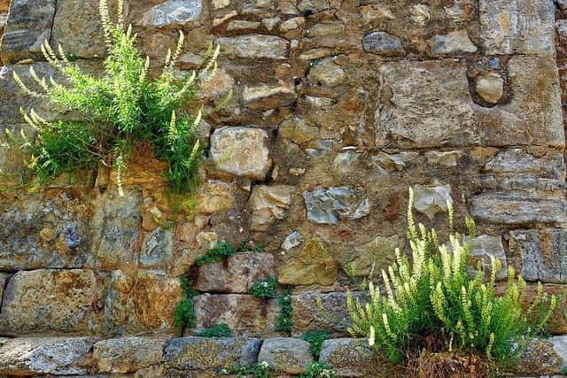 Stock image of weeds growing on building