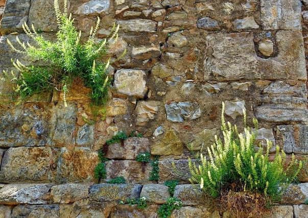 Stock image of weeds growing on building