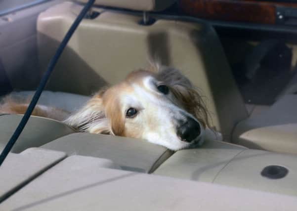 Stock image of a dog left in a car. Picture: Mike Wade