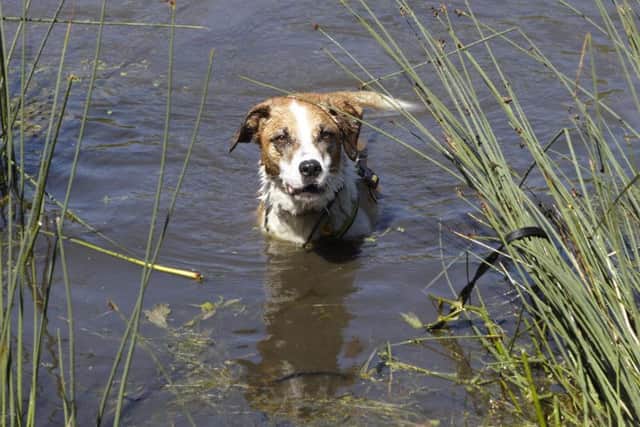 Jasper cools down in the river. Photo: Shoreham Dogs Trust