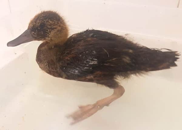 Baby Duckling 2 SUS-180629-091710001