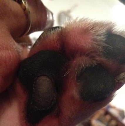 Woody's burnt paws