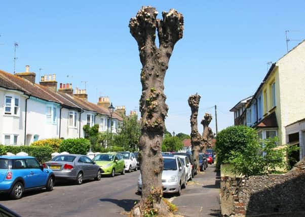 The pollarded trees in Queens Place, Shoreham