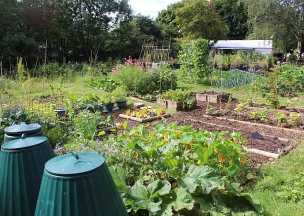 An allotment, image by the Local Food Project, licenced by Creative Commons