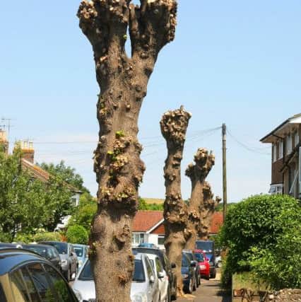 The pollarded trees in Shoreham