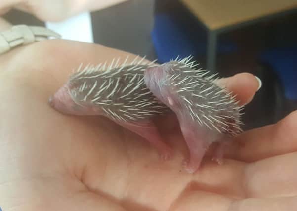 Two baby hedgehogs from Hailsham SUS-180718-093851001