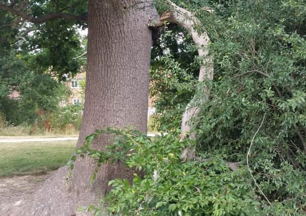 Tree on the Wickhurst Green estate in Broadbridge Heath SUS-180720-115209001
