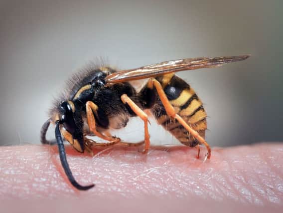 Wasp numbers are on the rise