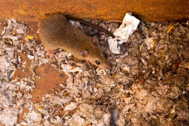 Pest control have had an increase in calls for rodents this summer