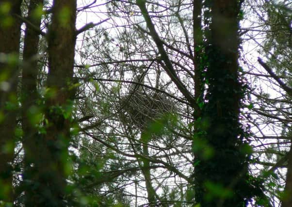 There is a long-established heronry in a group of mature Scots pines at the north-east corner of the wood