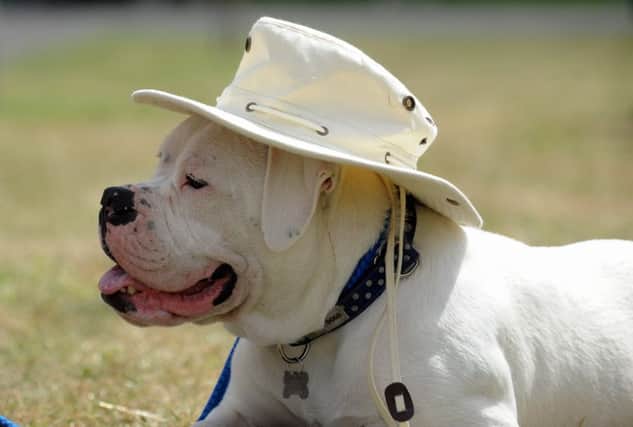 Keep your dogs cool in the heat wave