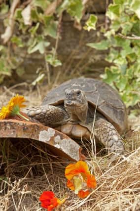 Tortoise at Raystede turns 100 SUS-180726-115206001