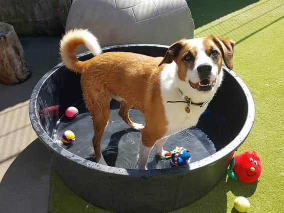 Jasper cools down in the paddling pool. Photo: Shoreham Dogs Trust