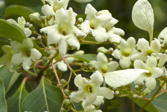 Borde Hill's rare tree is expected to burst into bloom like this during the second week of August