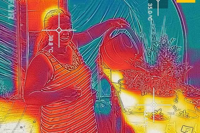 Thermal image of a herbalist working in a Sussex polytunnel
