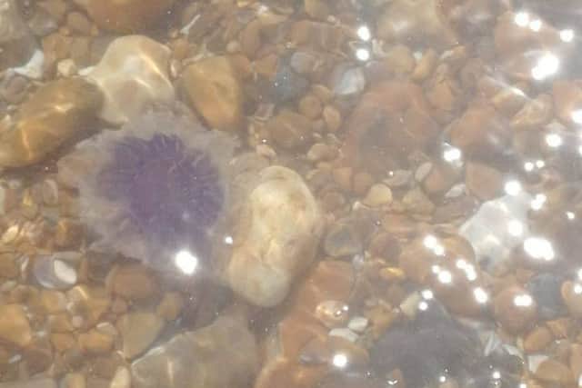 A jellyfish in the sea in Eastbourne, spotted by Yana Platel